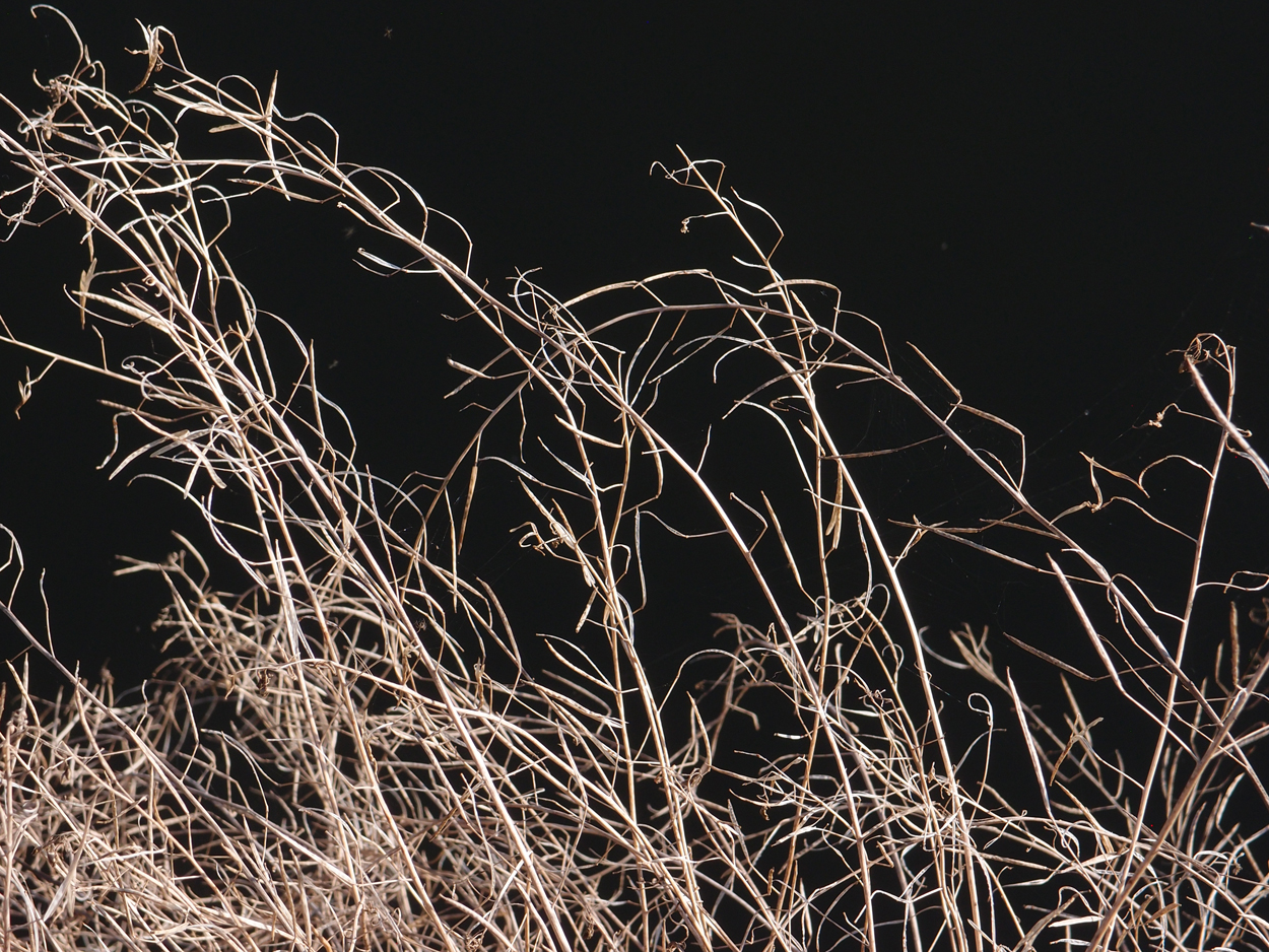 2019-10-14 Spatzen am Heckmannufer (Fieldrecording Video)